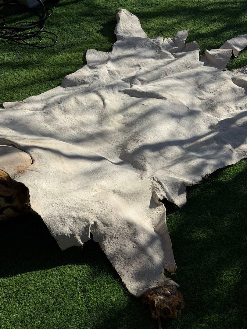 虎 剥製　国際希少野生動植物種登録票付き