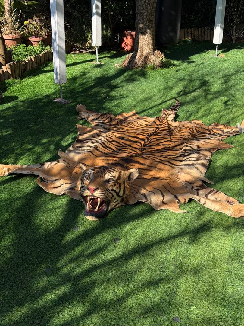 虎 剥製　国際希少野生動植物種登録票付き