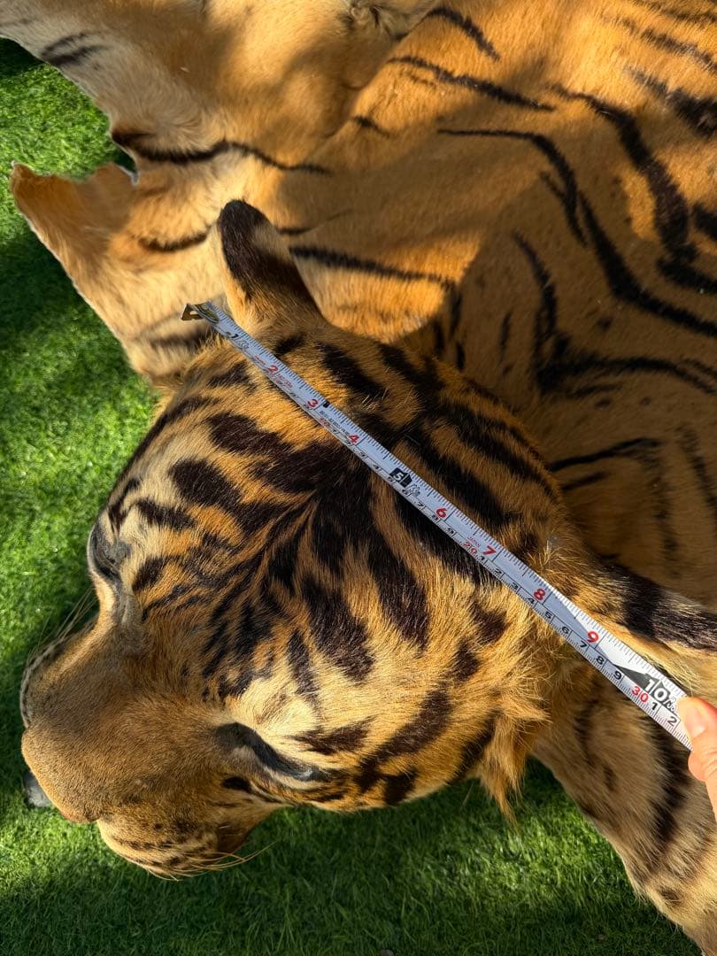 虎 剥製　国際希少野生動植物種登録票付き