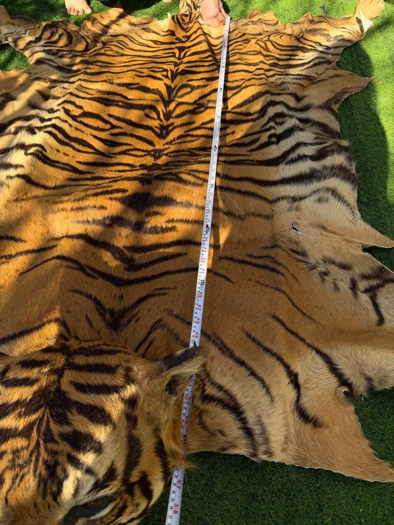 虎 剥製　国際希少野生動植物種登録票付き