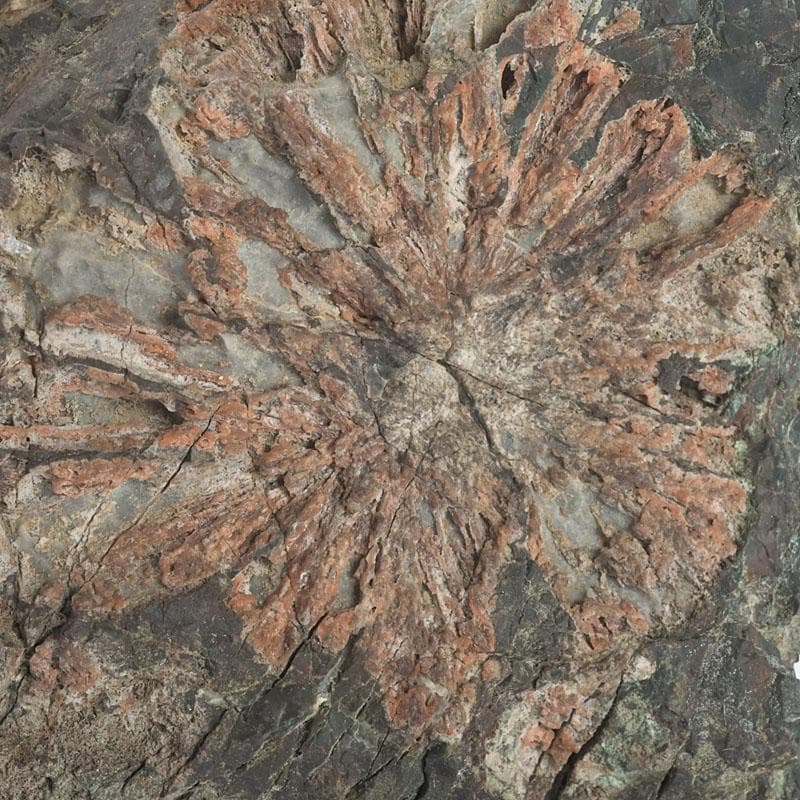 鑑賞石　天然石　菊花石　置物　台付　Z　9752