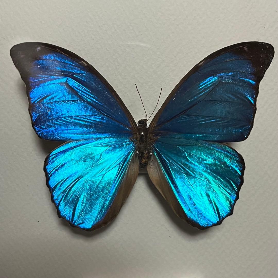 モルフォチョウ　大型個体　標本