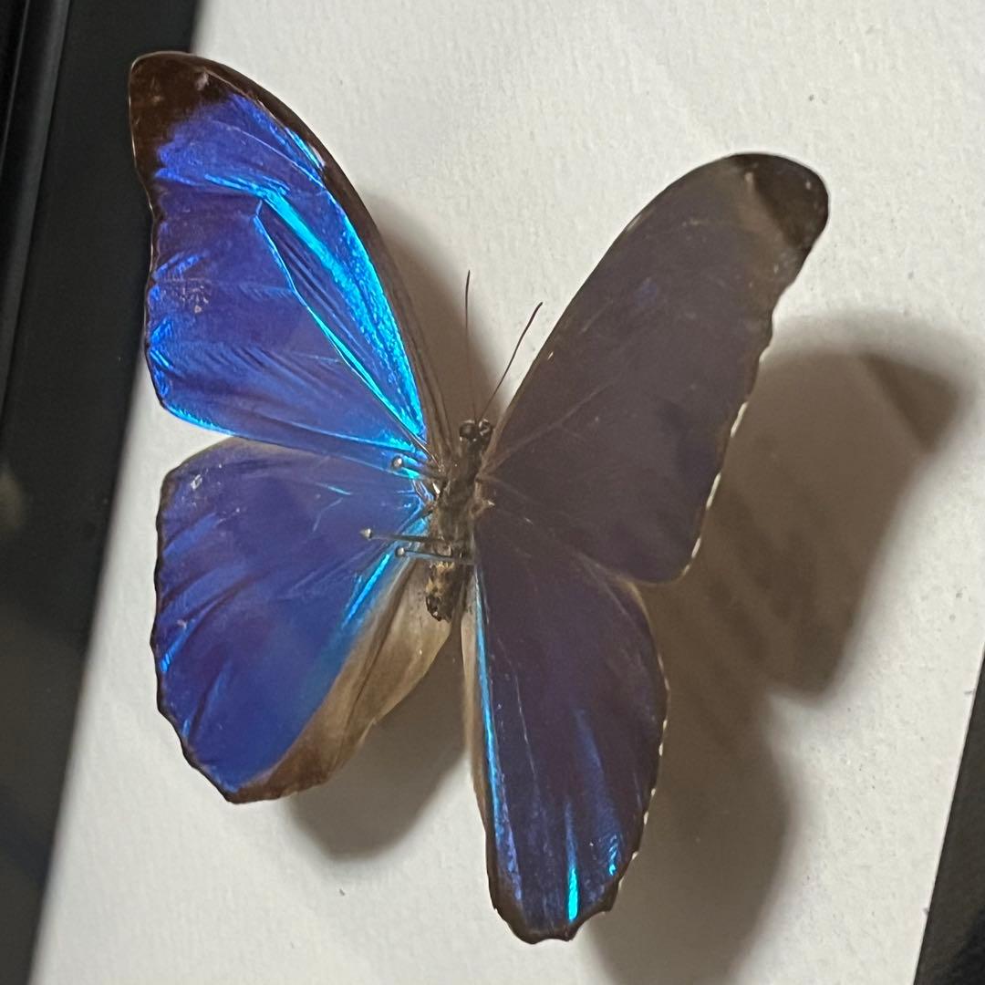 モルフォチョウ　大型個体　標本