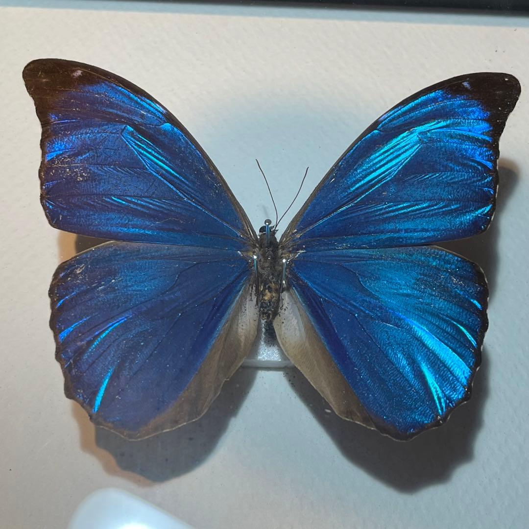 モルフォチョウ　大型個体　標本