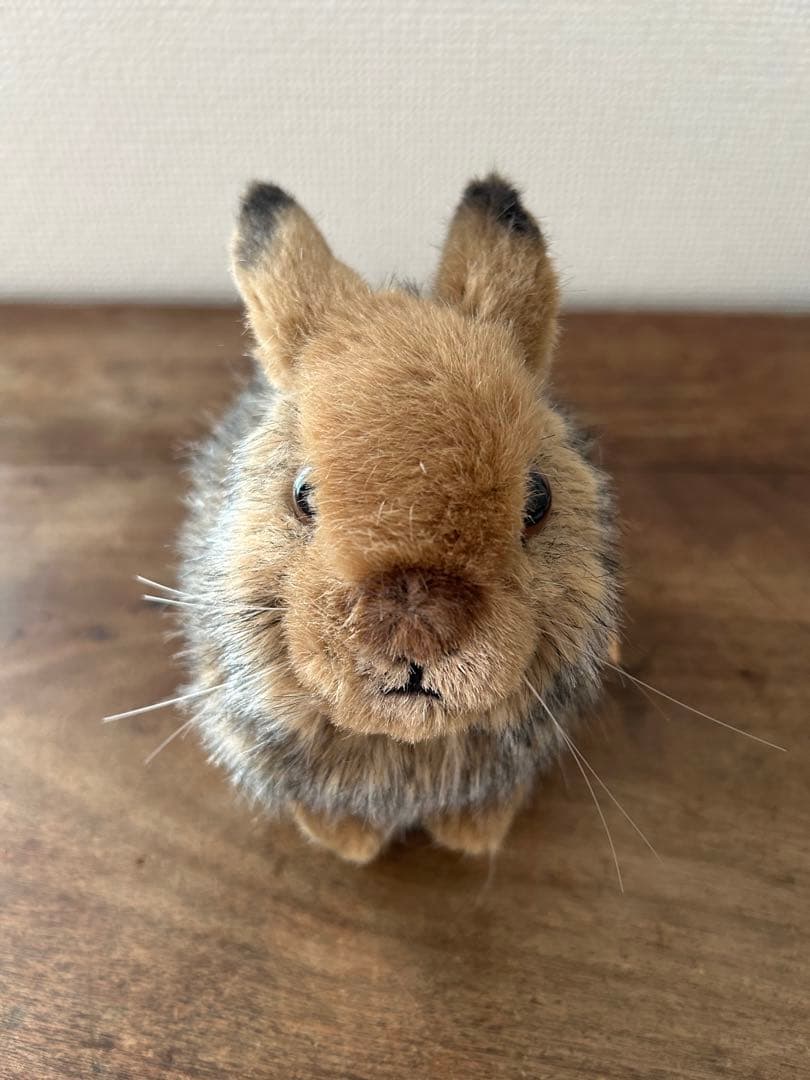 ケーセン　野うさぎ