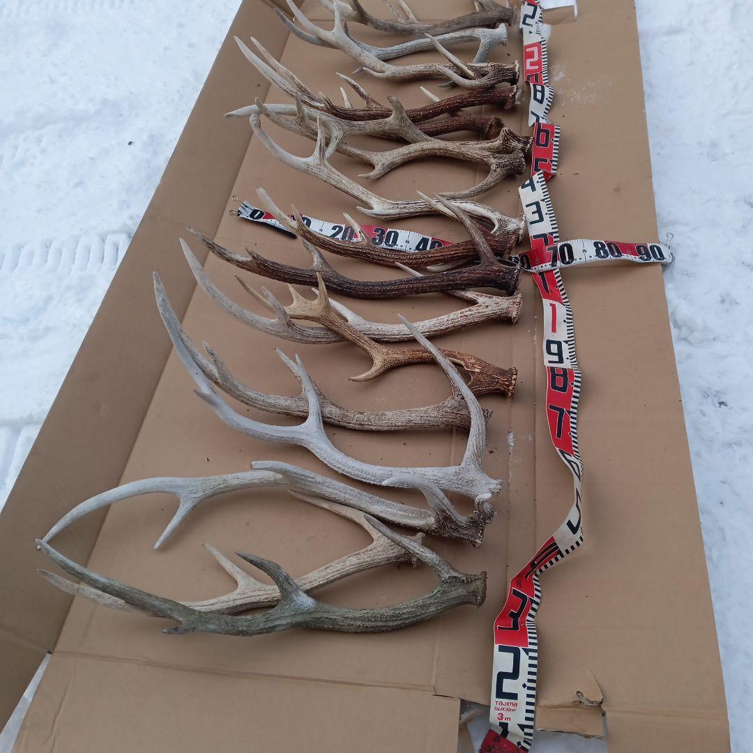 鹿の角 　犬のおもちゃ、工芸品などにどうぞ　２８番