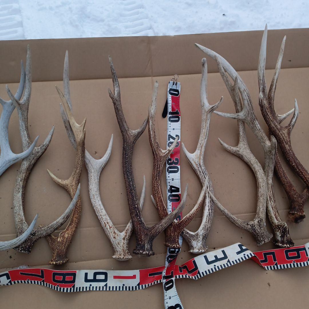 鹿の角 　犬のおもちゃ、工芸品などにどうぞ　２８番