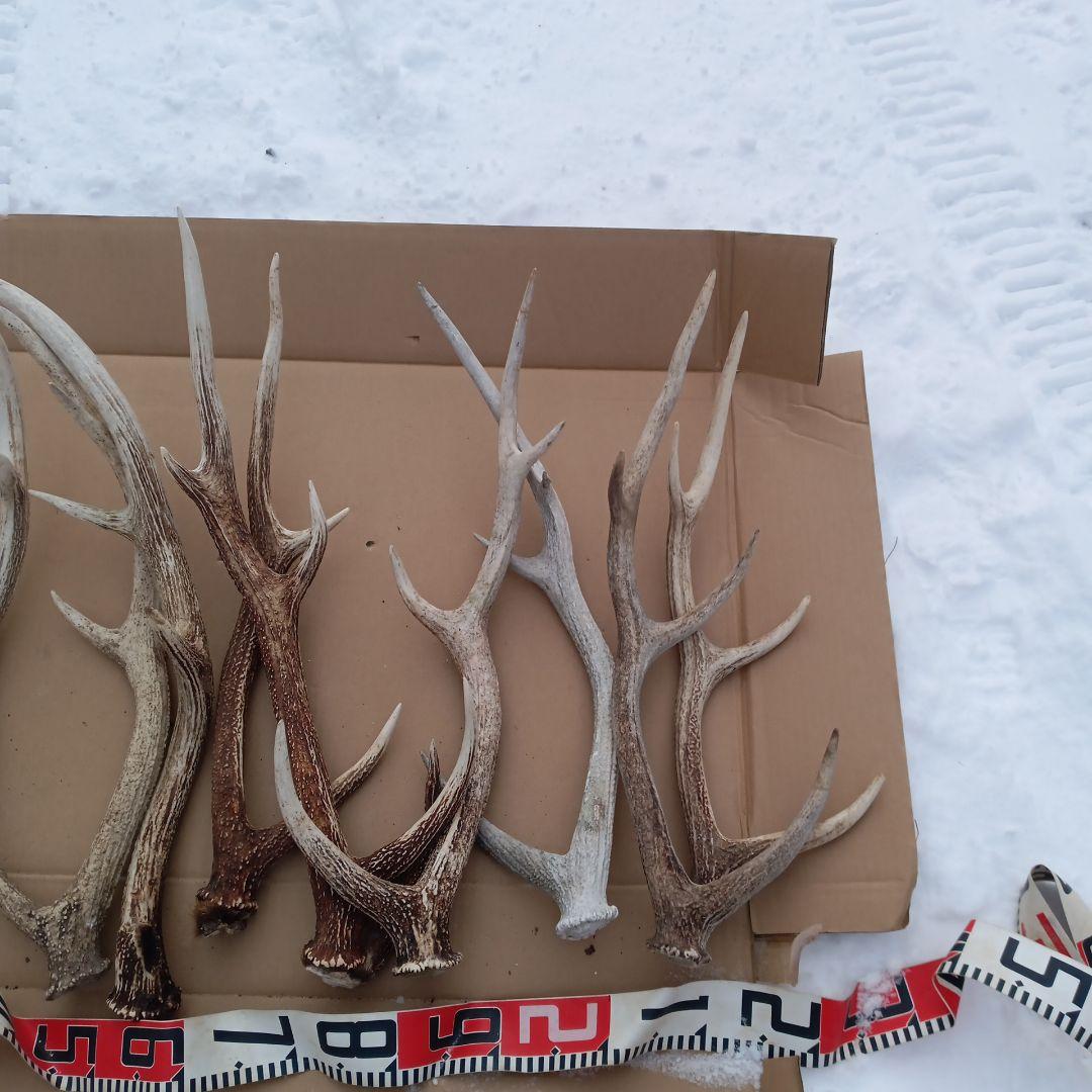 鹿の角 　犬のおもちゃ、工芸品などにどうぞ　２８番