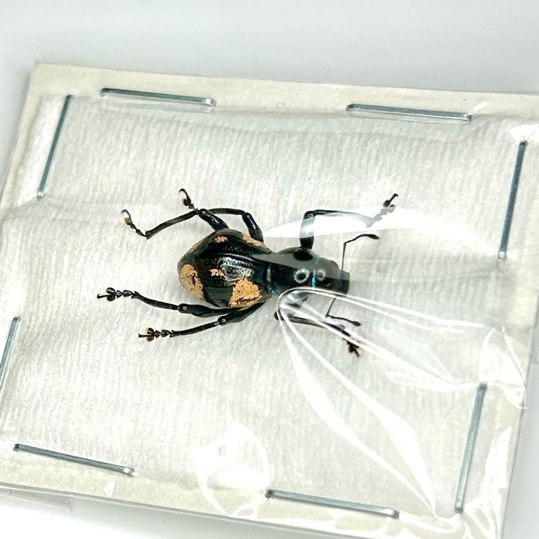 お値下げ終了01113 カタゾウムシ　12頭セットＣ