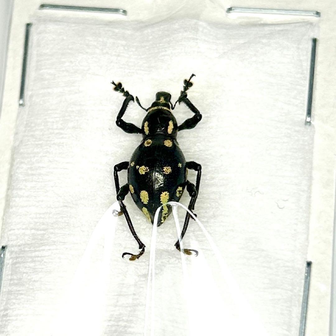 お値下げ終了01113 カタゾウムシ　12頭セットＣ