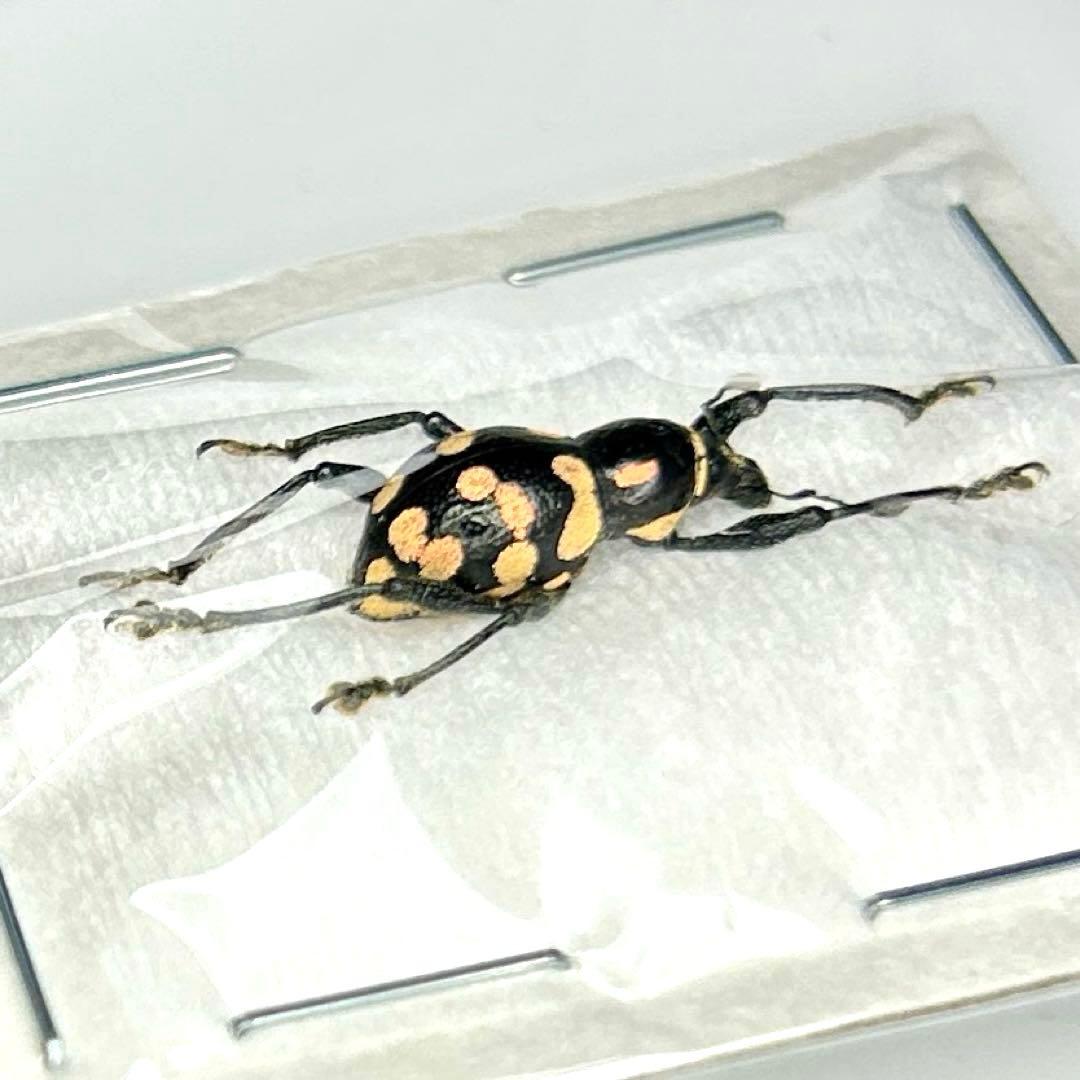 お値下げ終了01113 カタゾウムシ　12頭セットＣ