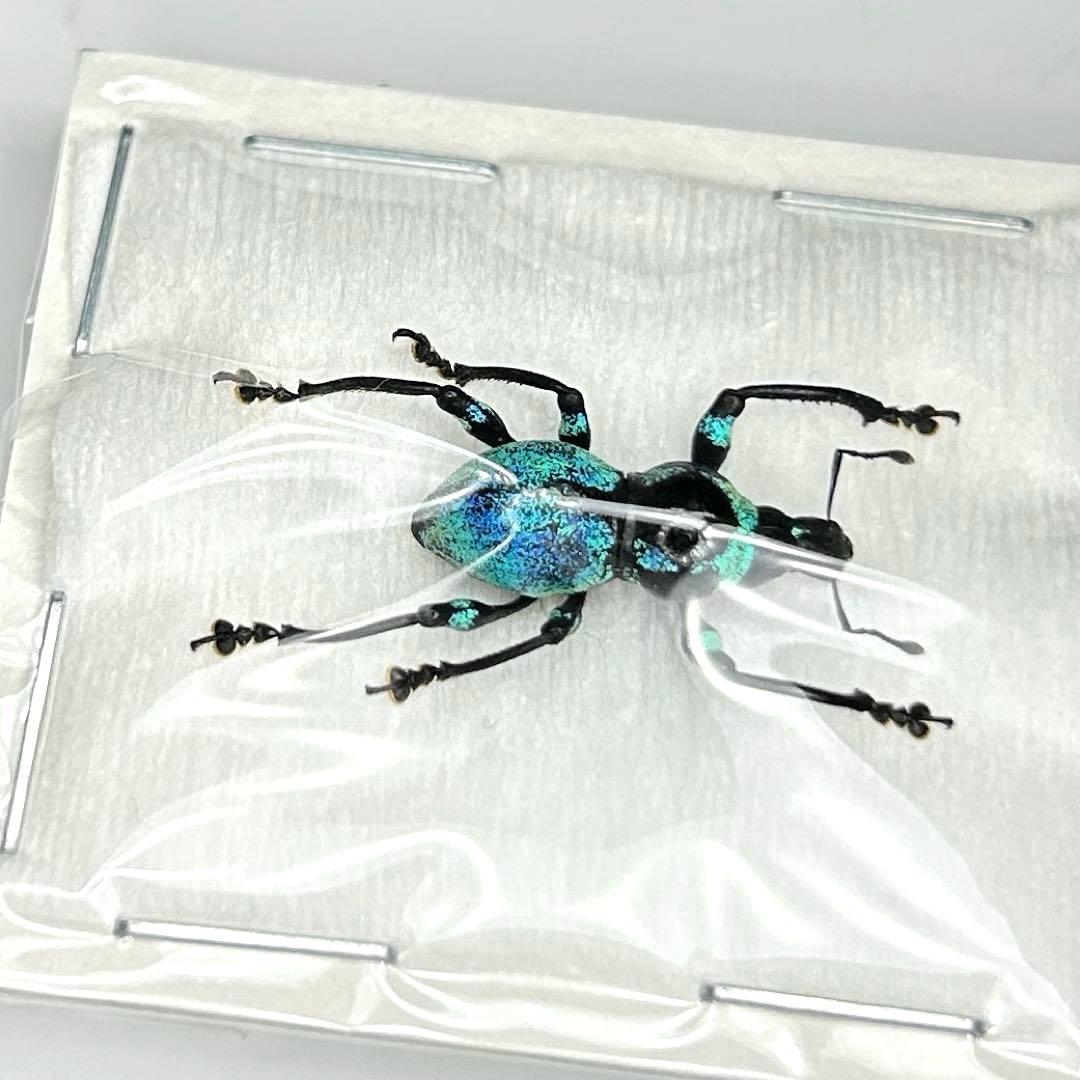 お値下げ終了01113 カタゾウムシ　12頭セットＣ