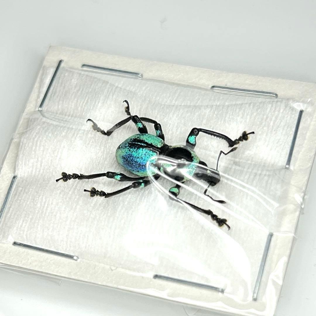 お値下げ終了01113 カタゾウムシ　12頭セットＣ