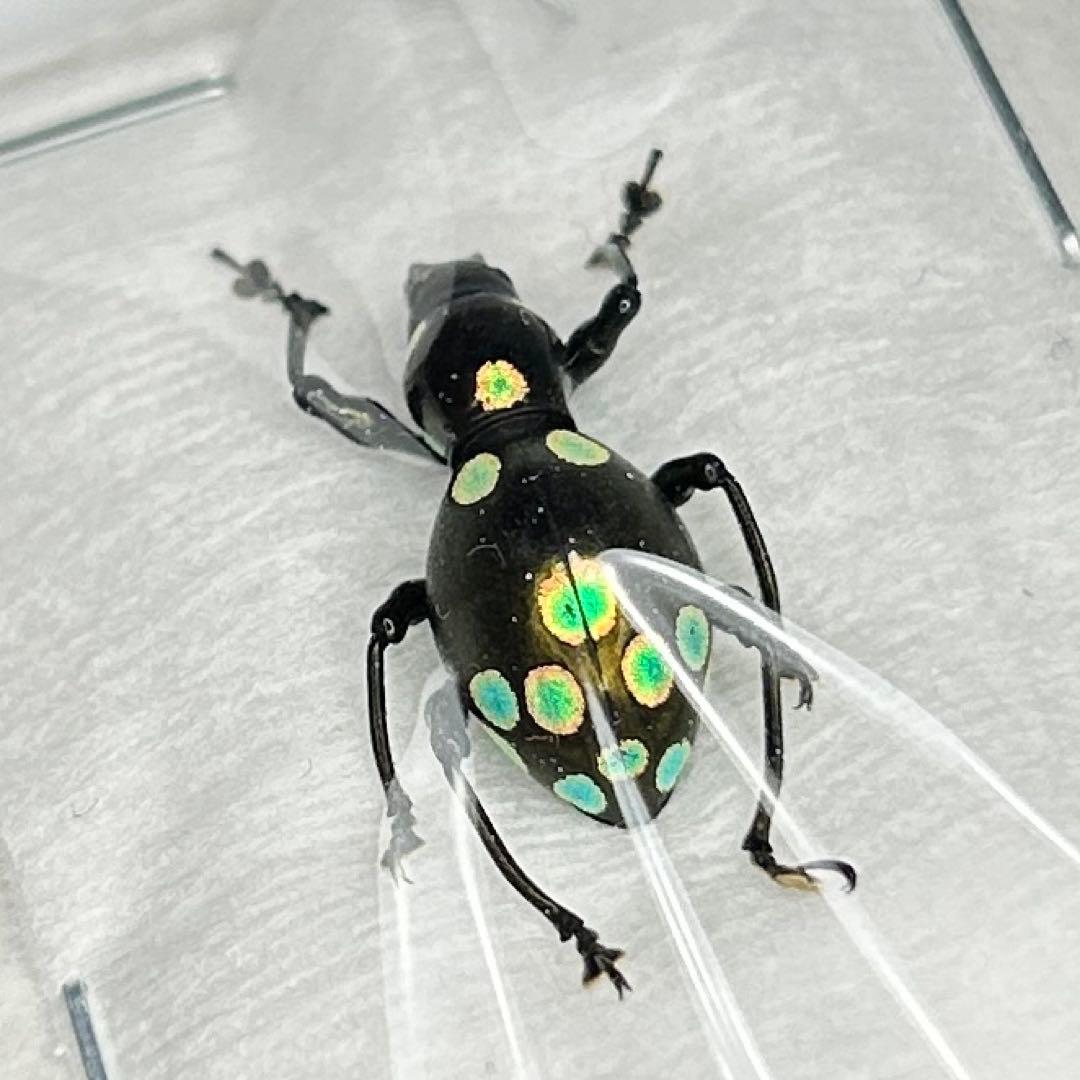 お値下げ終了01113 カタゾウムシ　12頭セットＣ