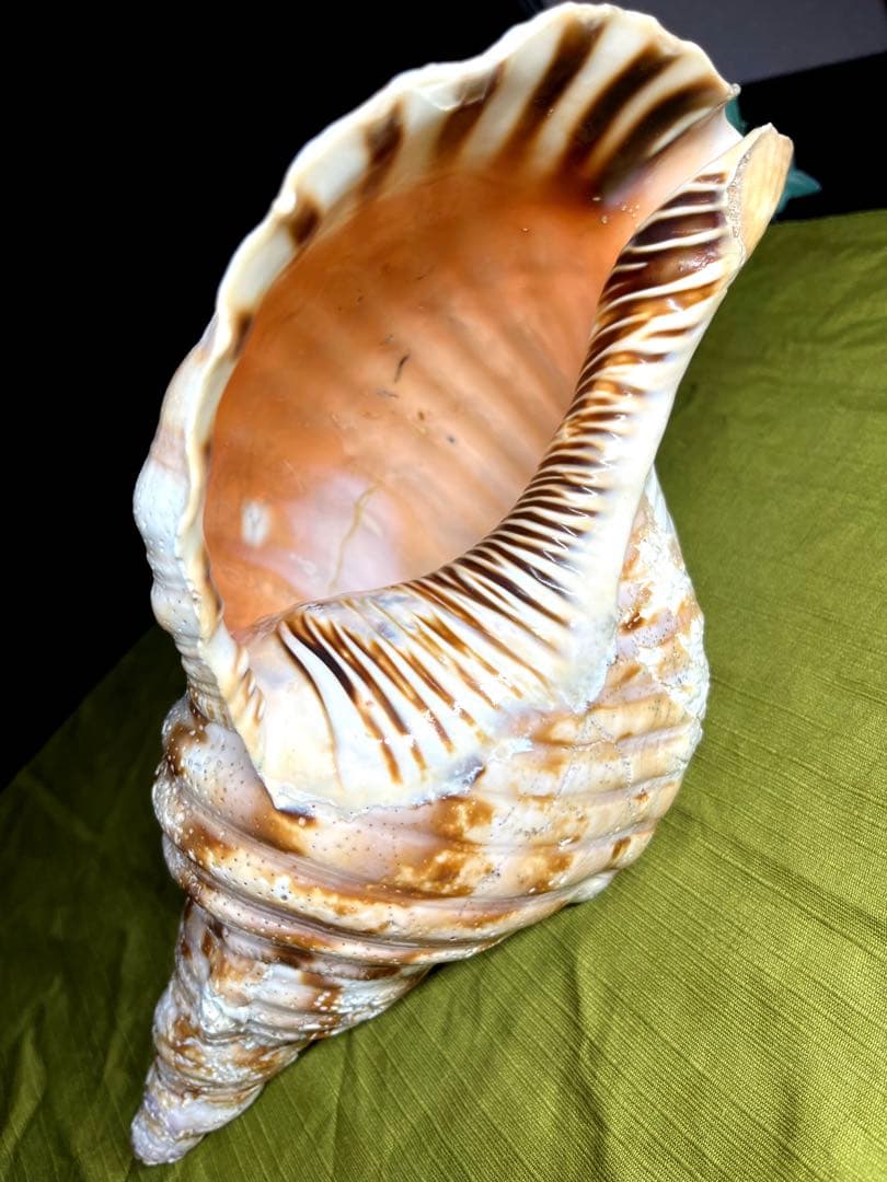 法螺貝　ホラ貝　大きさ約28cm 前後 ホラガイ　ほら貝