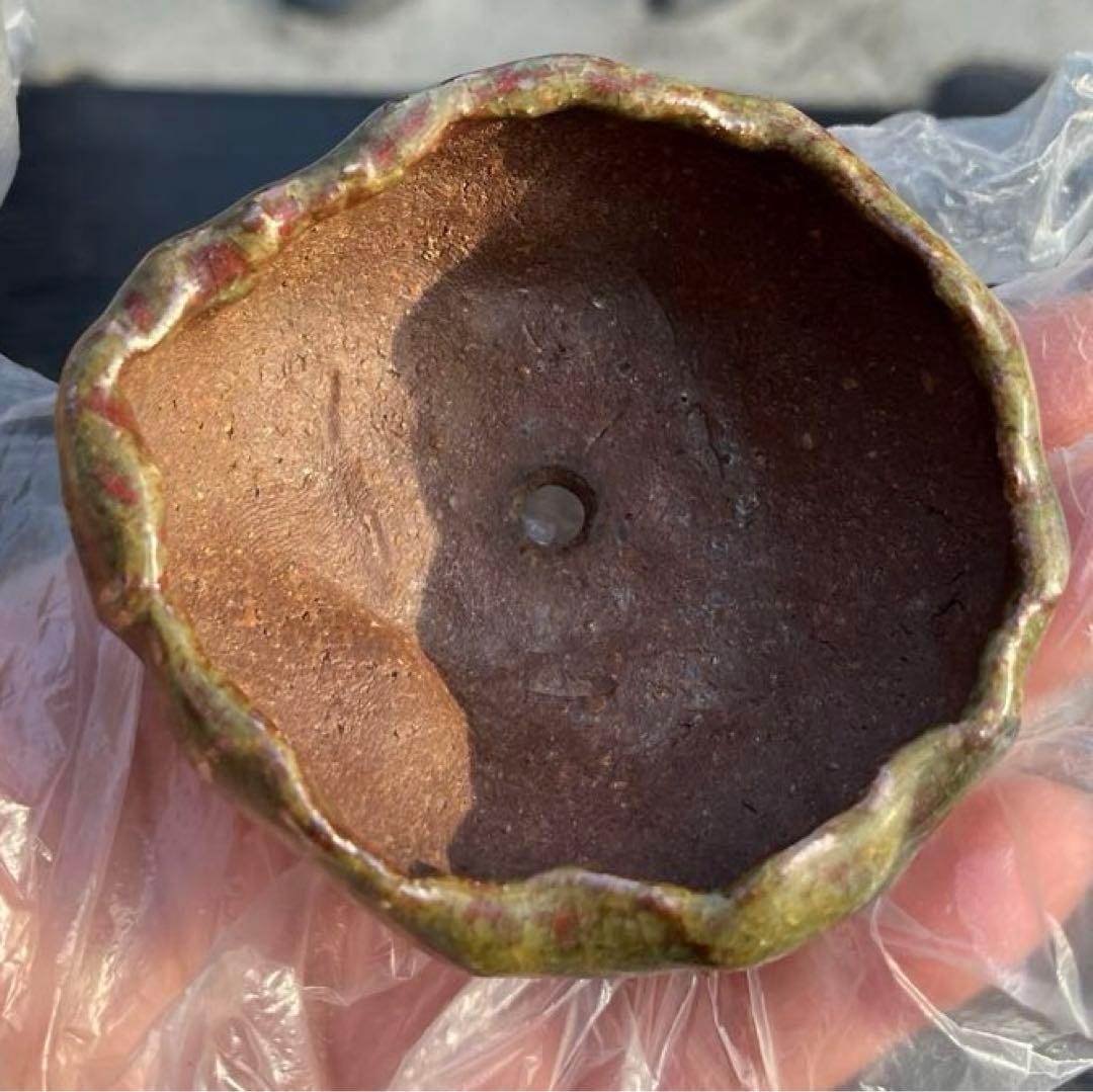 虹泉　盆栽鉢　小品　ミニ