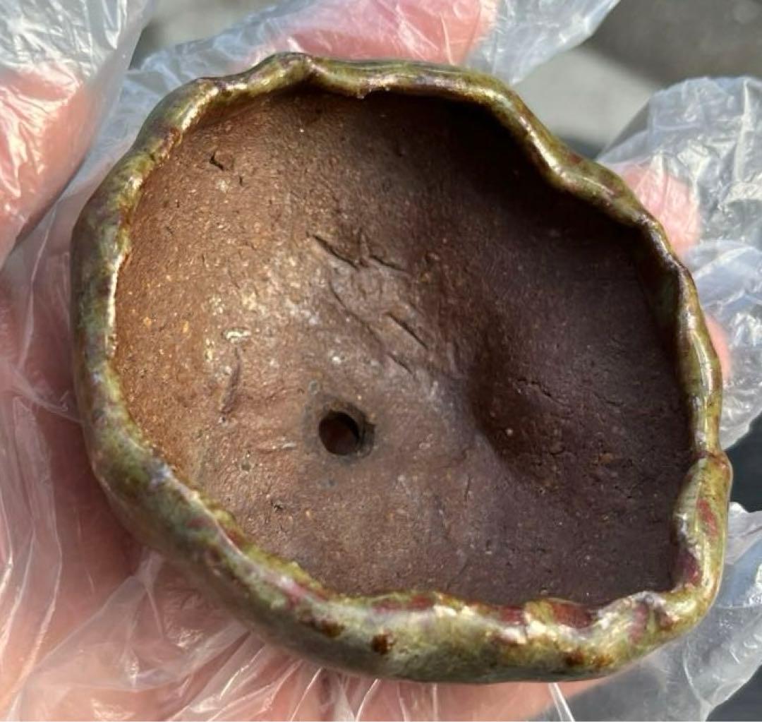 虹泉　盆栽鉢　小品　ミニ