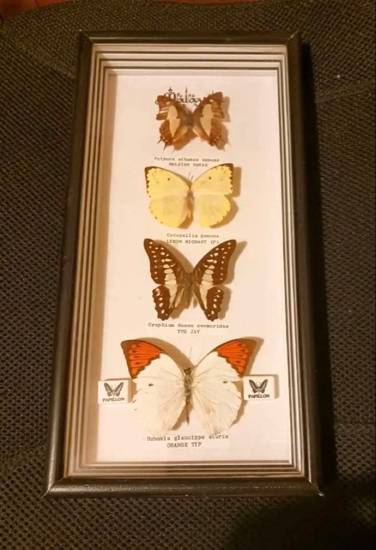 マレーシア産 蝶の標本セット 最大のツマベニチョウ　白アゲハ　コレクション