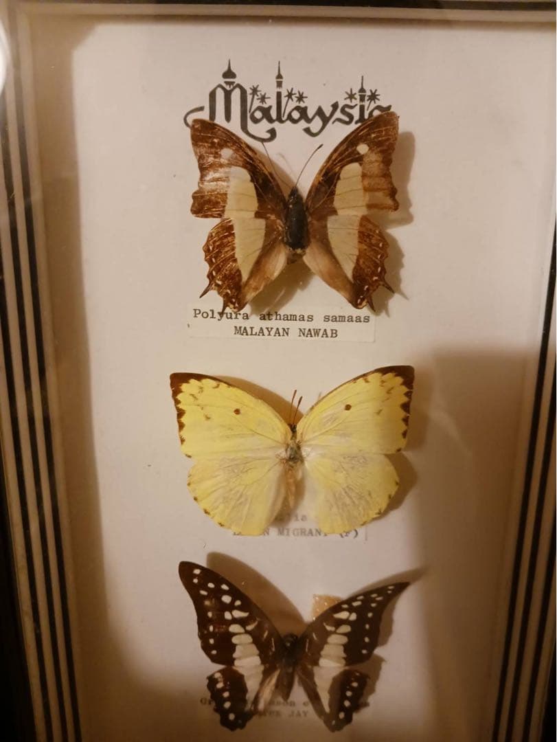 マレーシア産 蝶の標本セット 最大のツマベニチョウ　白アゲハ　コレクション