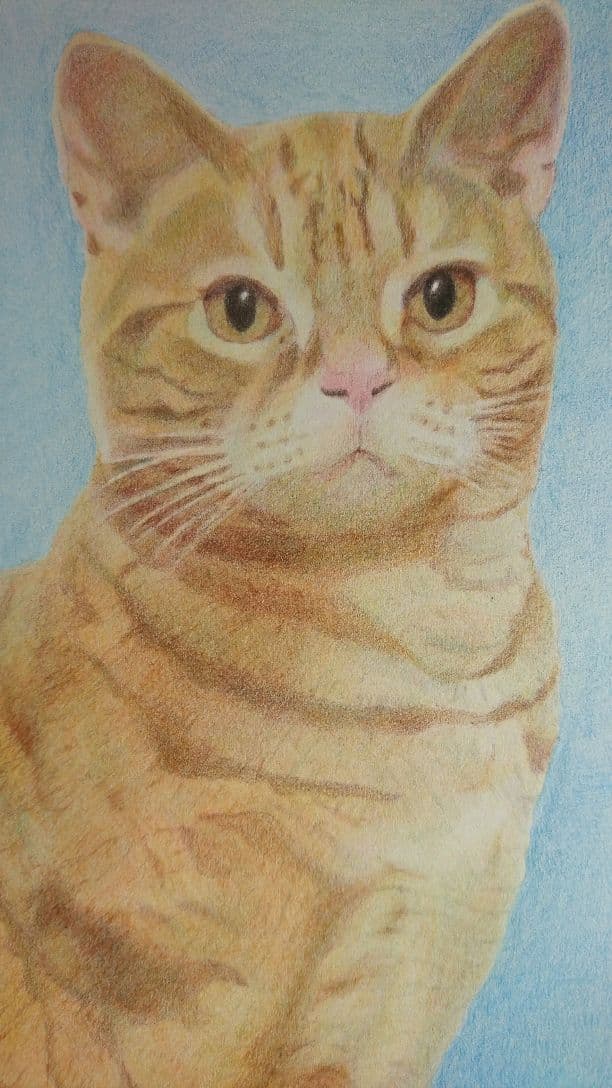 インテリアに☆ 絵画 猫 写実 色鉛筆画『cat』