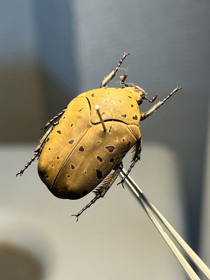 ヒョウモンアヤヒシムネハナムグリ 標本 カナブン プラチナコガネタマムシコメツキ