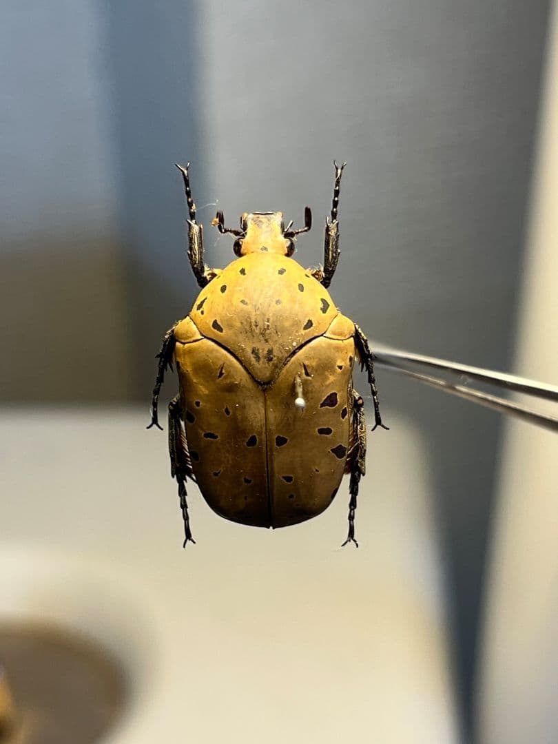 ヒョウモンアヤヒシムネハナムグリ 標本 カナブン プラチナコガネタマムシコメツキ