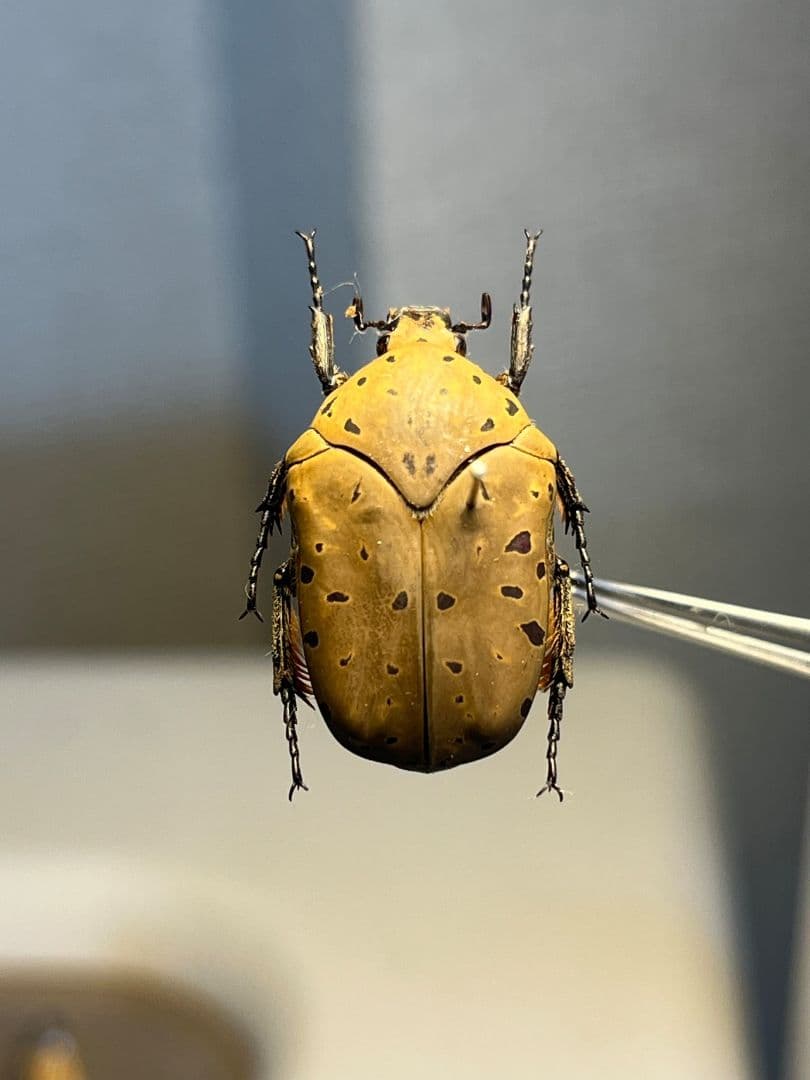 ヒョウモンアヤヒシムネハナムグリ 標本 カナブン プラチナコガネタマムシコメツキ