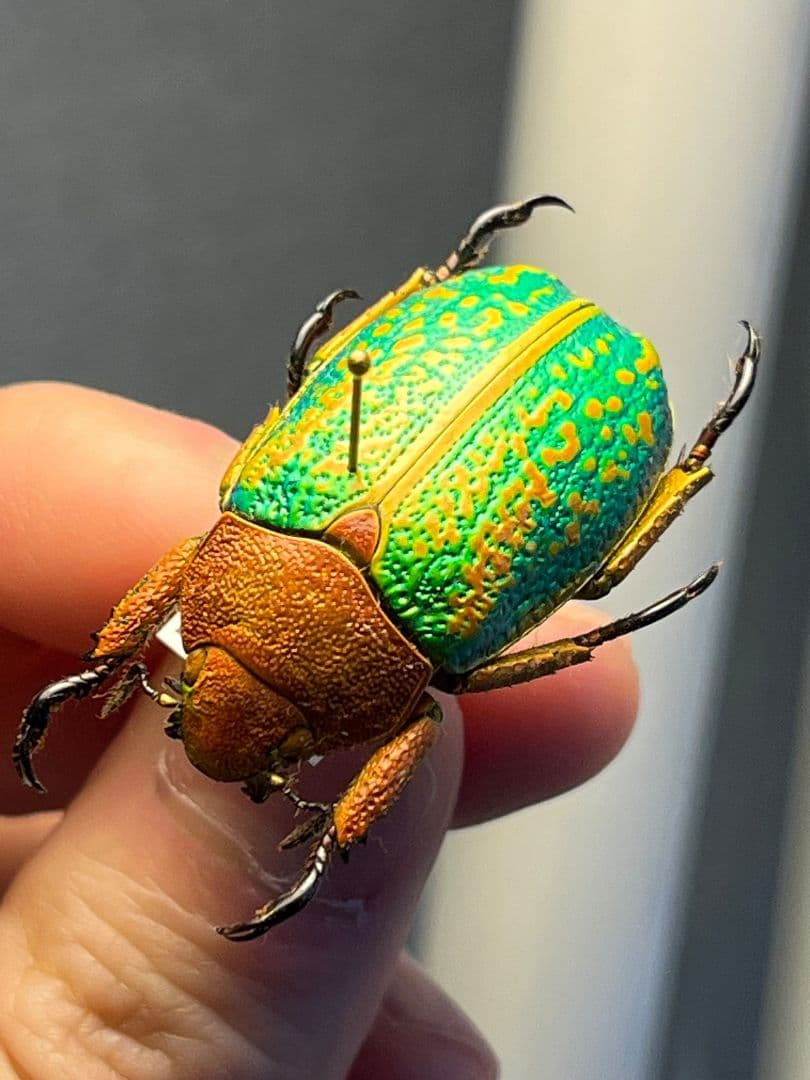 【31mm】ヴィクトリナウグイスコガネ　プラチナコガネ　標本　カナブンハナムグリ