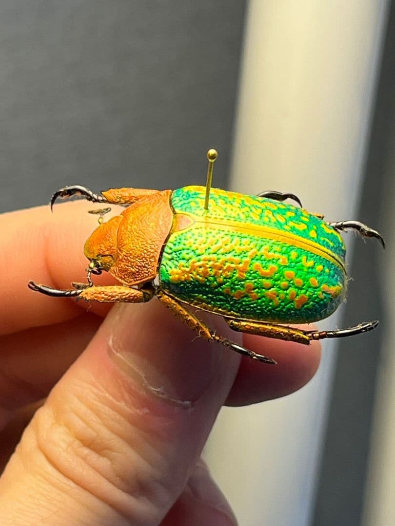 【31mm】ヴィクトリナウグイスコガネ　プラチナコガネ　標本　カナブンハナムグリ