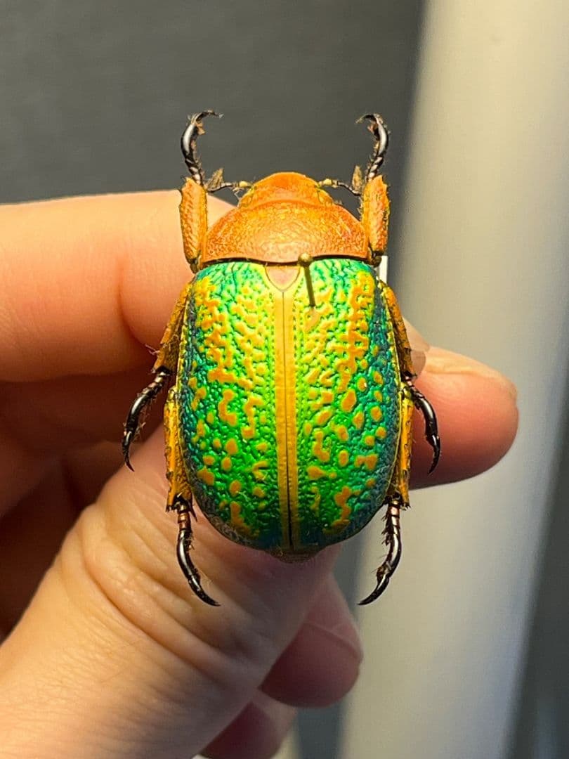 【31mm】ヴィクトリナウグイスコガネ　プラチナコガネ　標本　カナブンハナムグリ