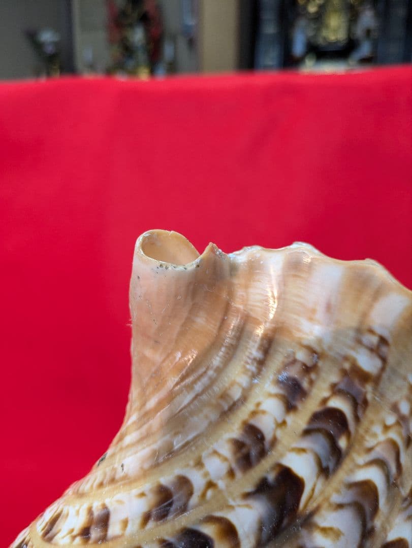 法螺貝ＮＯ−５１Ｓ ホラ貝、和楽器、和太鼓 修験道