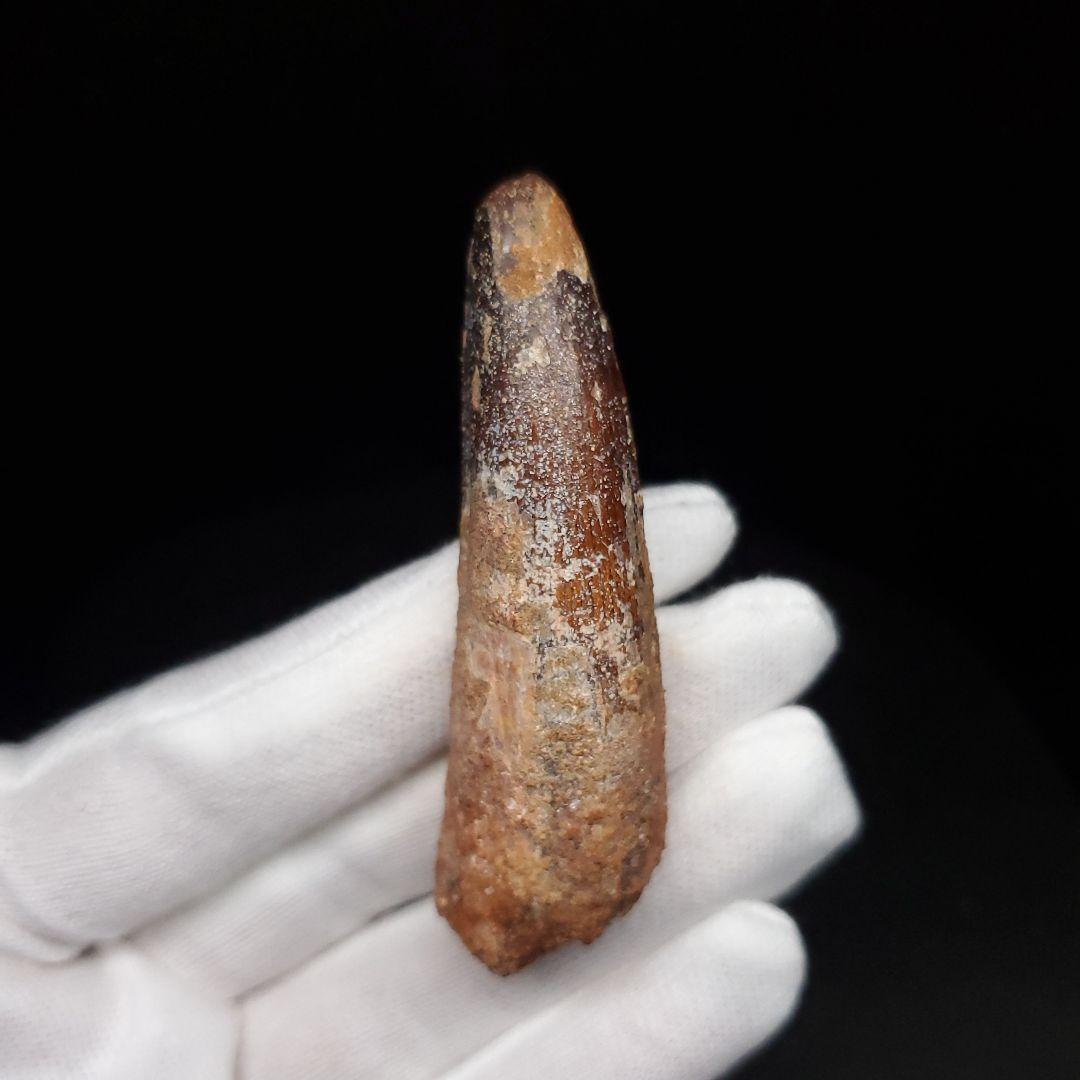 スピノサウルス 本物 モロッコ産 61.64mm  sp476