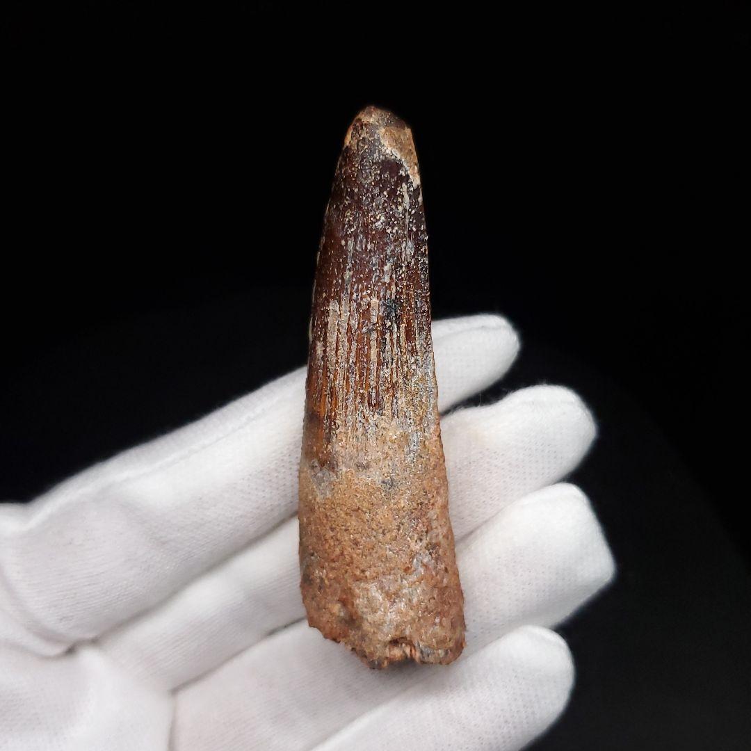 スピノサウルス 本物 モロッコ産 61.64mm  sp476