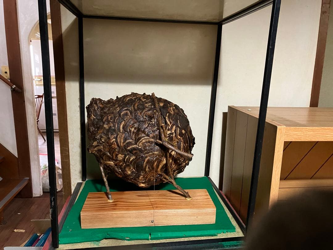 スズメバチの巣　42✖️54 標本