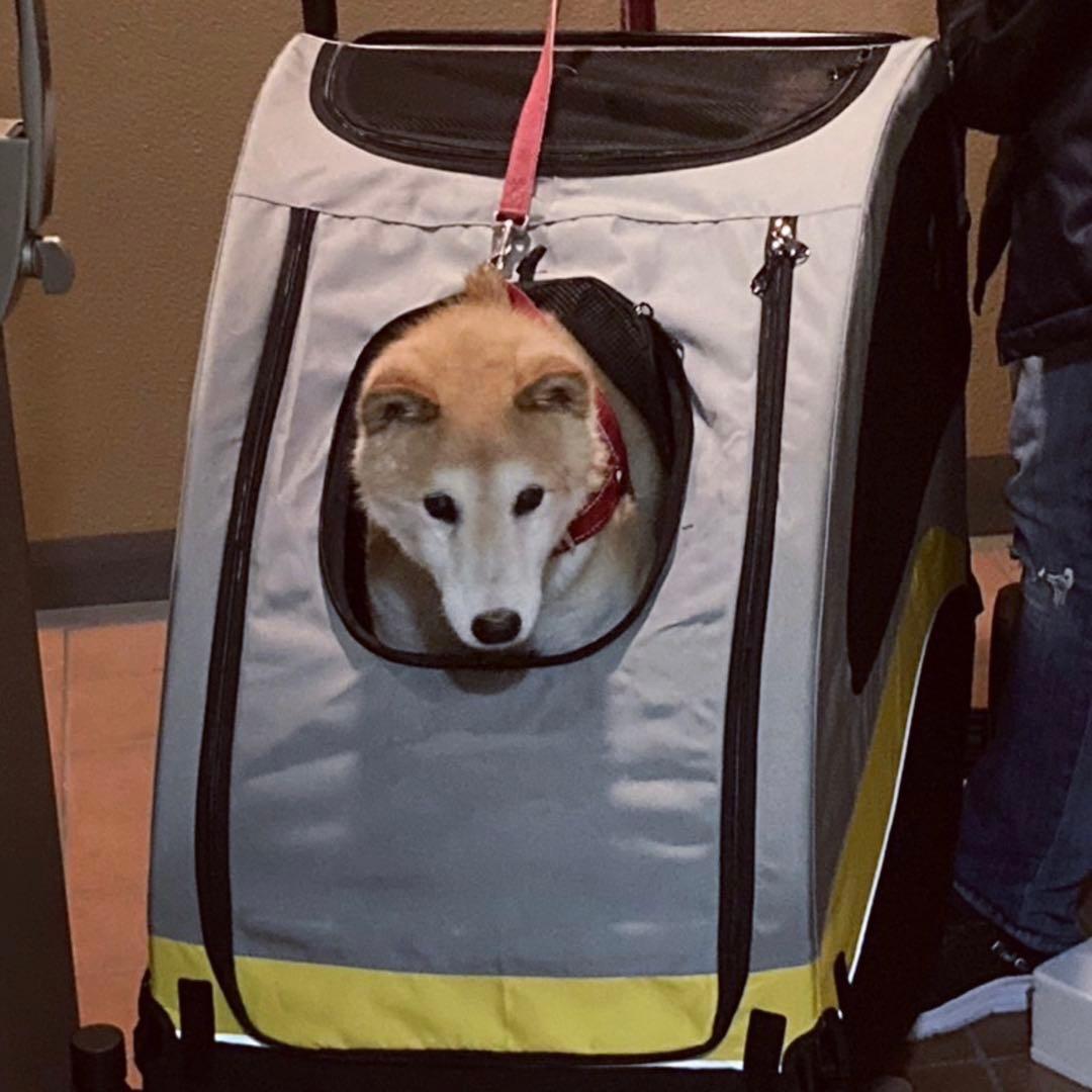 【美品 組み立て不要】犬用カート 中型犬 大型犬 犬用品 折り畳み可能