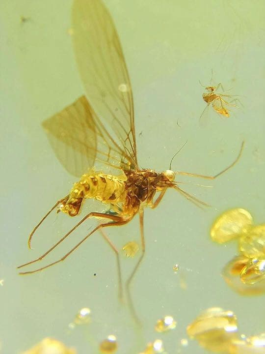 アンバー 琥珀 アカイエカ ユニーク 天然石 虫入り 価値上がる