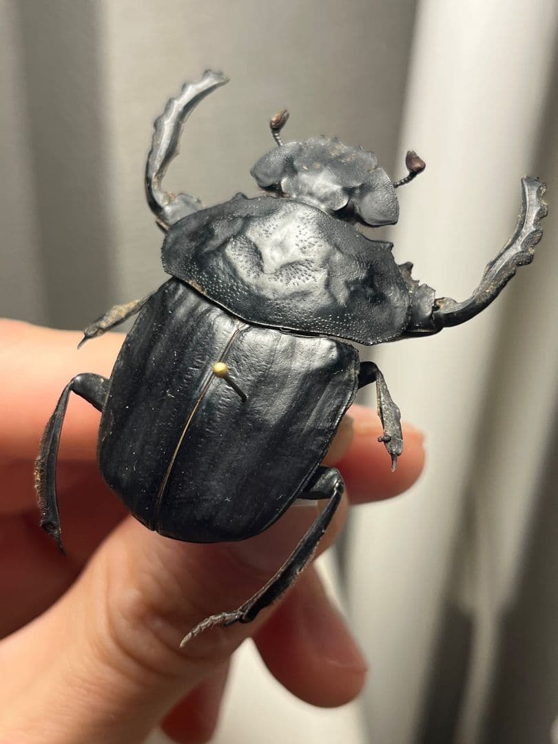 【属内2位】スネブトタマオシコガネ スカラベ糞虫フンチュウ昆虫標本 パキソマ