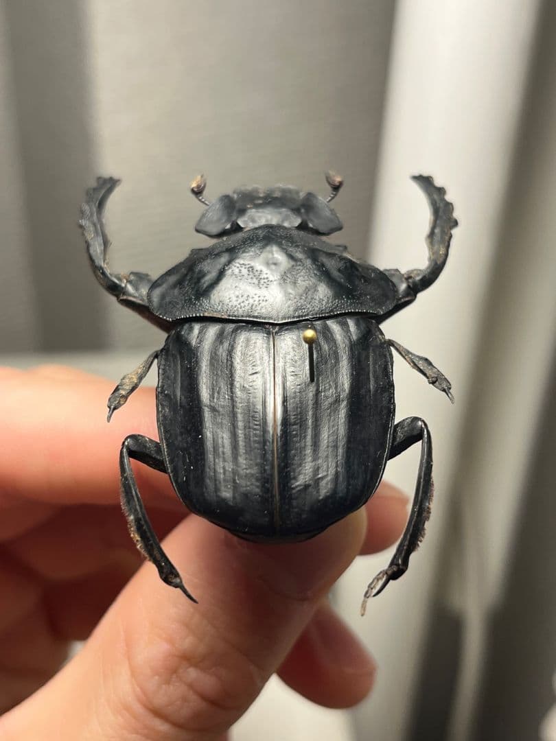 【属内2位】スネブトタマオシコガネ スカラベ糞虫フンチュウ昆虫標本 パキソマ