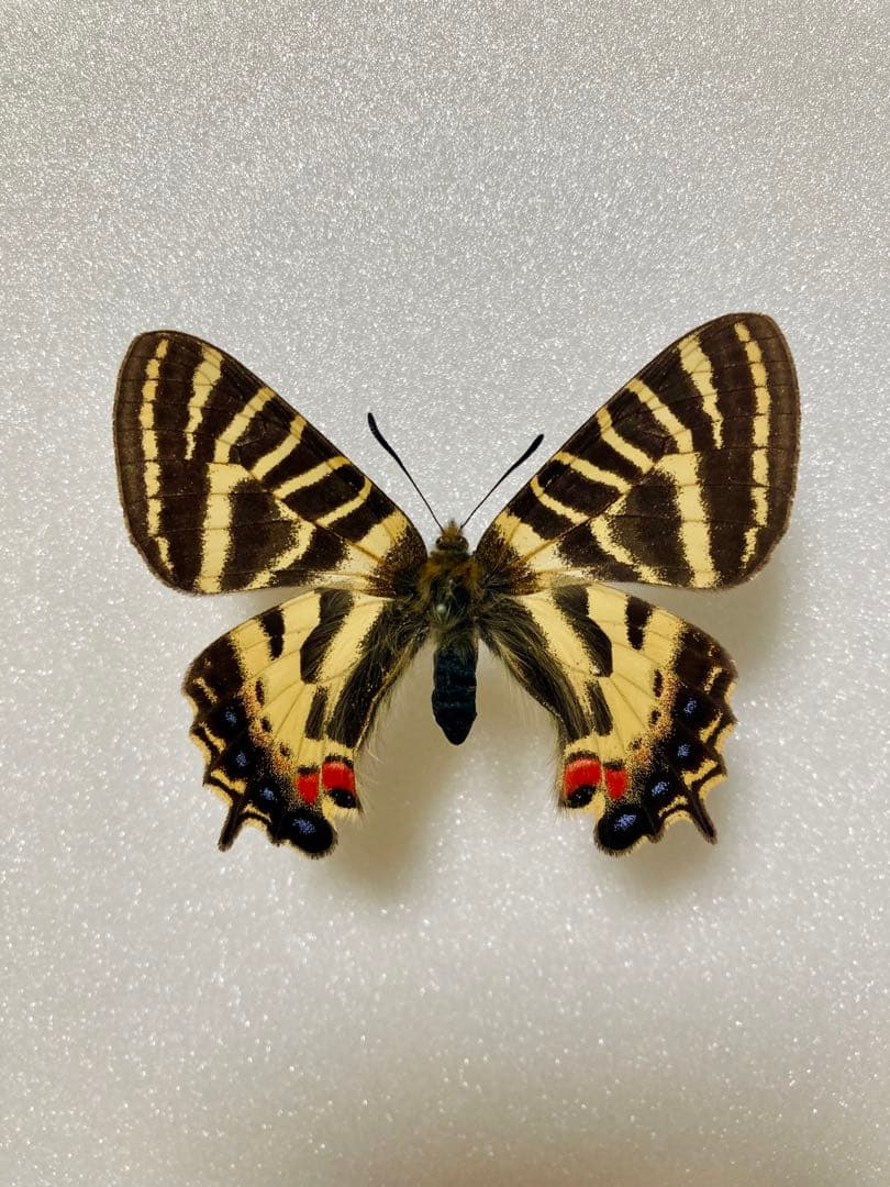 韓国ヒメギフチョウ（ペア、飼育品）