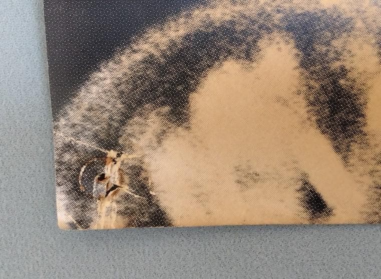 地獄の天使 ヘルズ・エンジェルス 撮影 長浜治　B1サイズ　ポスター