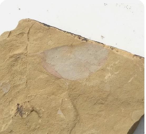 カンブリア紀 Isopyx curvirostratus 化石｜澄江動物群