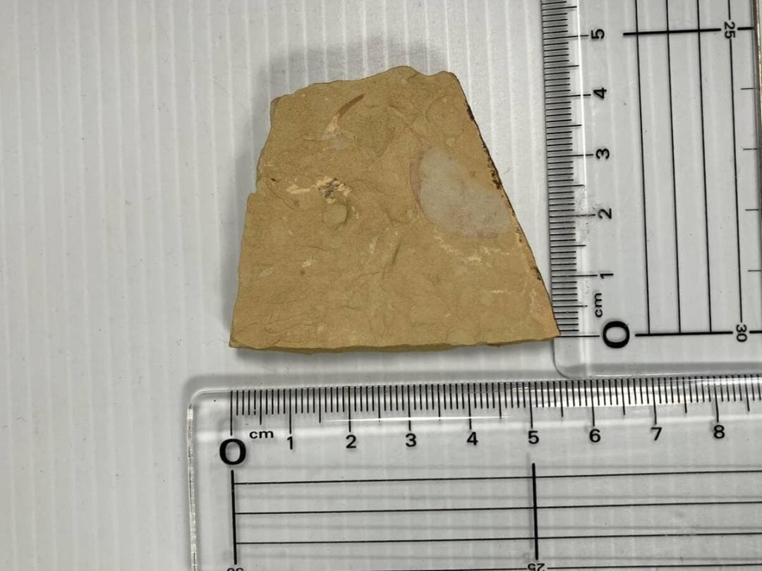 カンブリア紀 Isopyx curvirostratus 化石｜澄江動物群