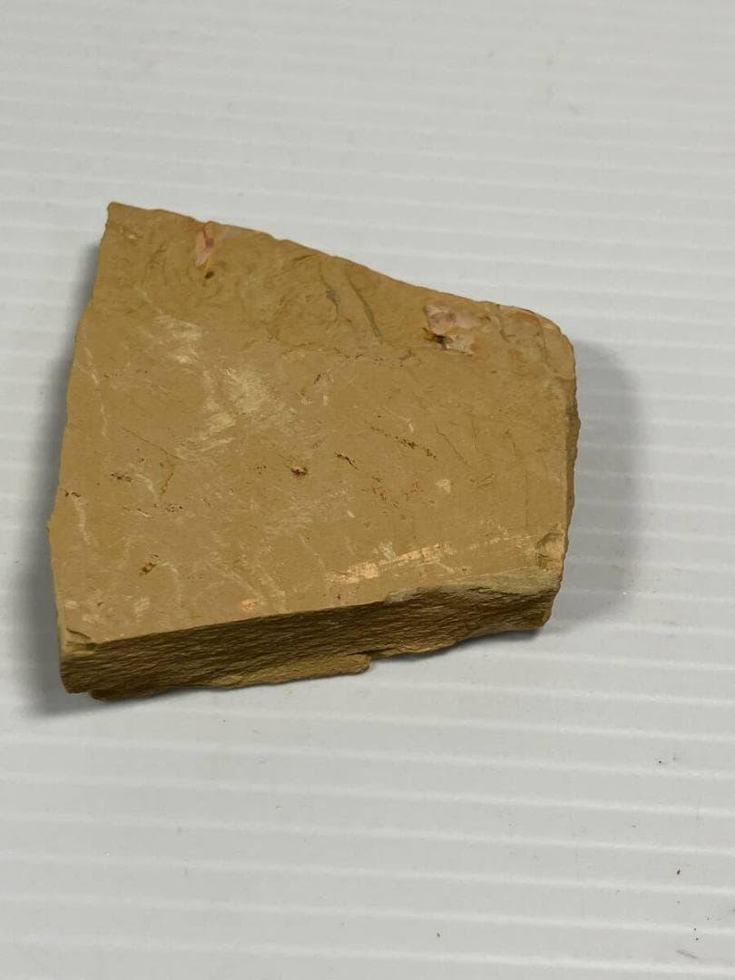 カンブリア紀 Isopyx curvirostratus 化石｜澄江動物群