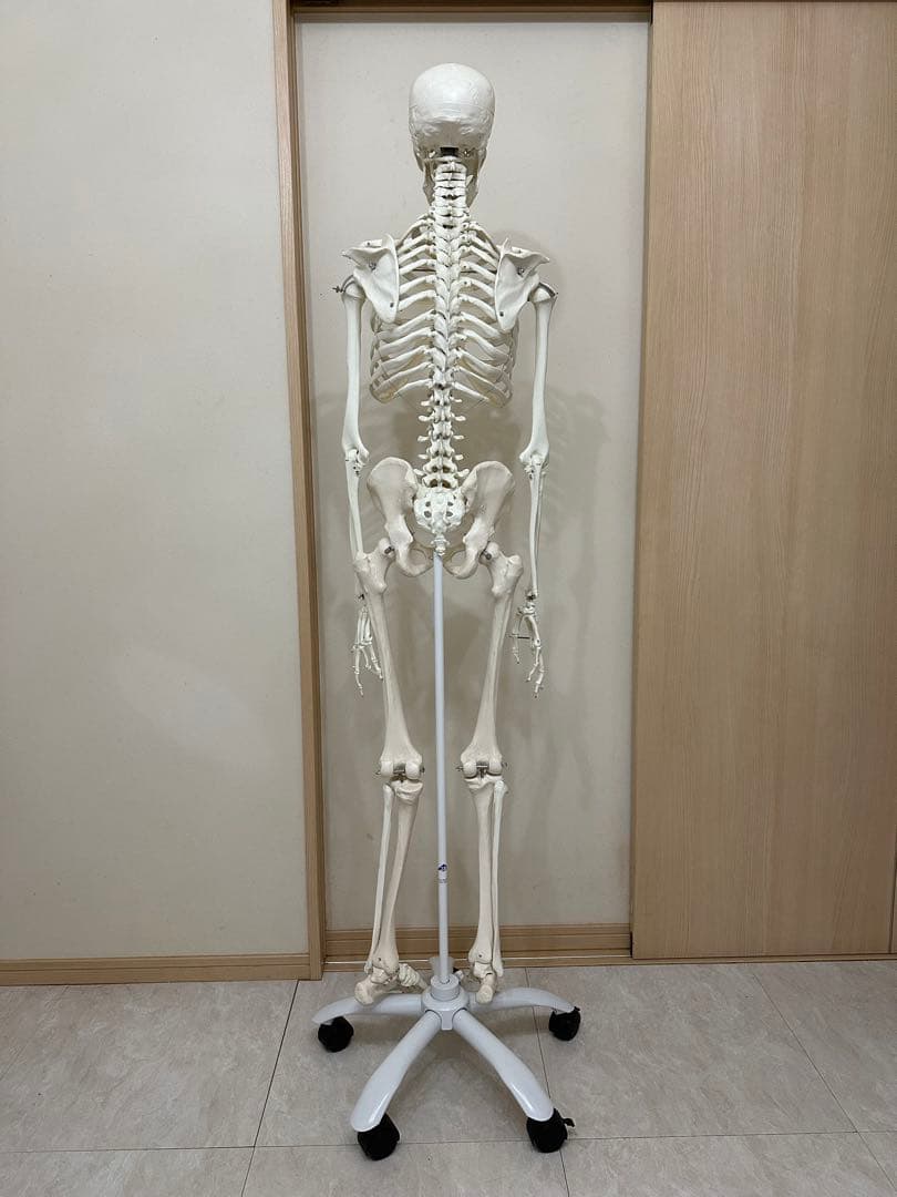 人体模型 約170cm キャスター付き