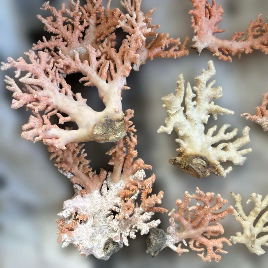 《岩礁 珊瑚礁　貝殻》海の役者達大量セット　アワビ　テングニシ貝　ヤツシロ貝