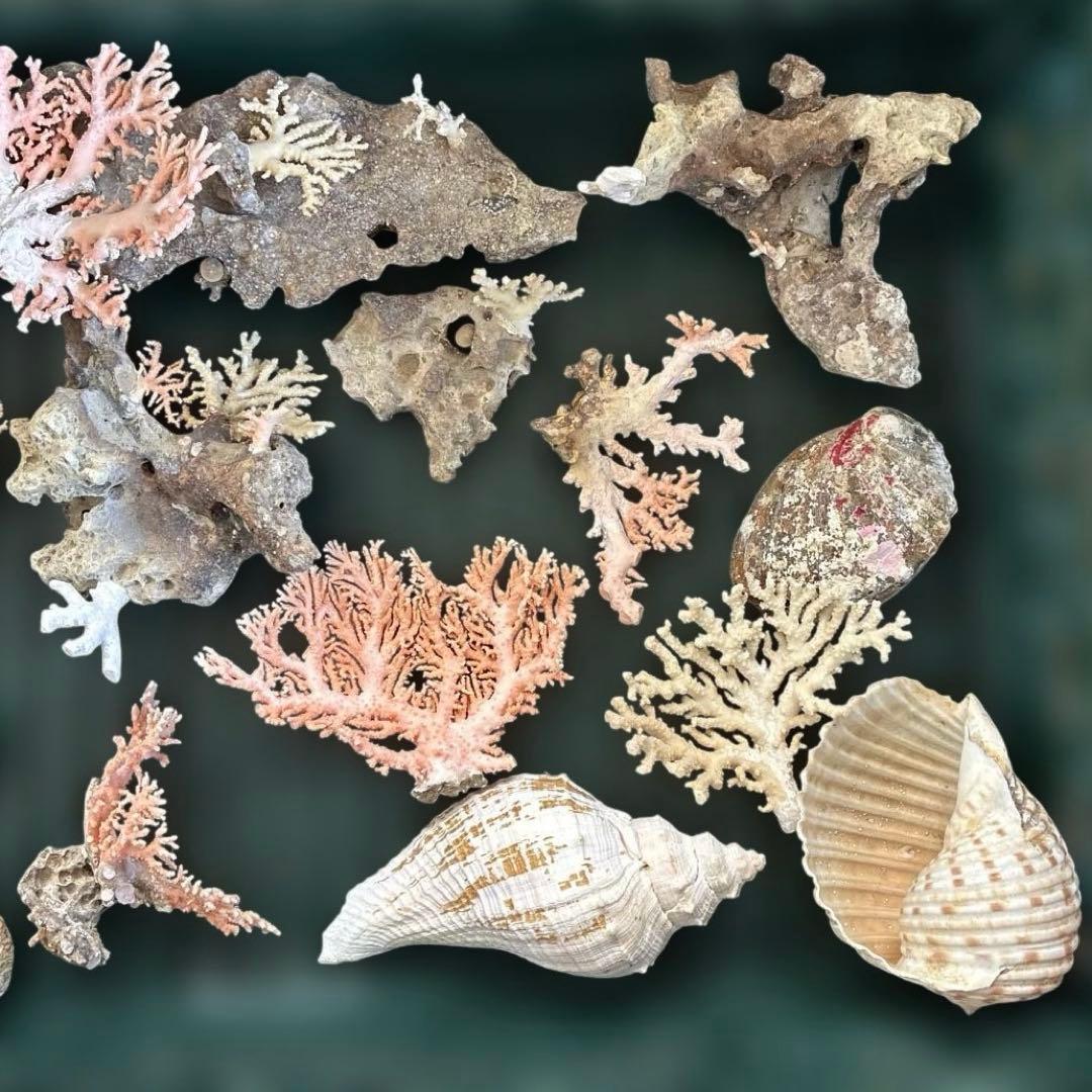 《岩礁 珊瑚礁　貝殻》海の役者達大量セット　アワビ　テングニシ貝　ヤツシロ貝