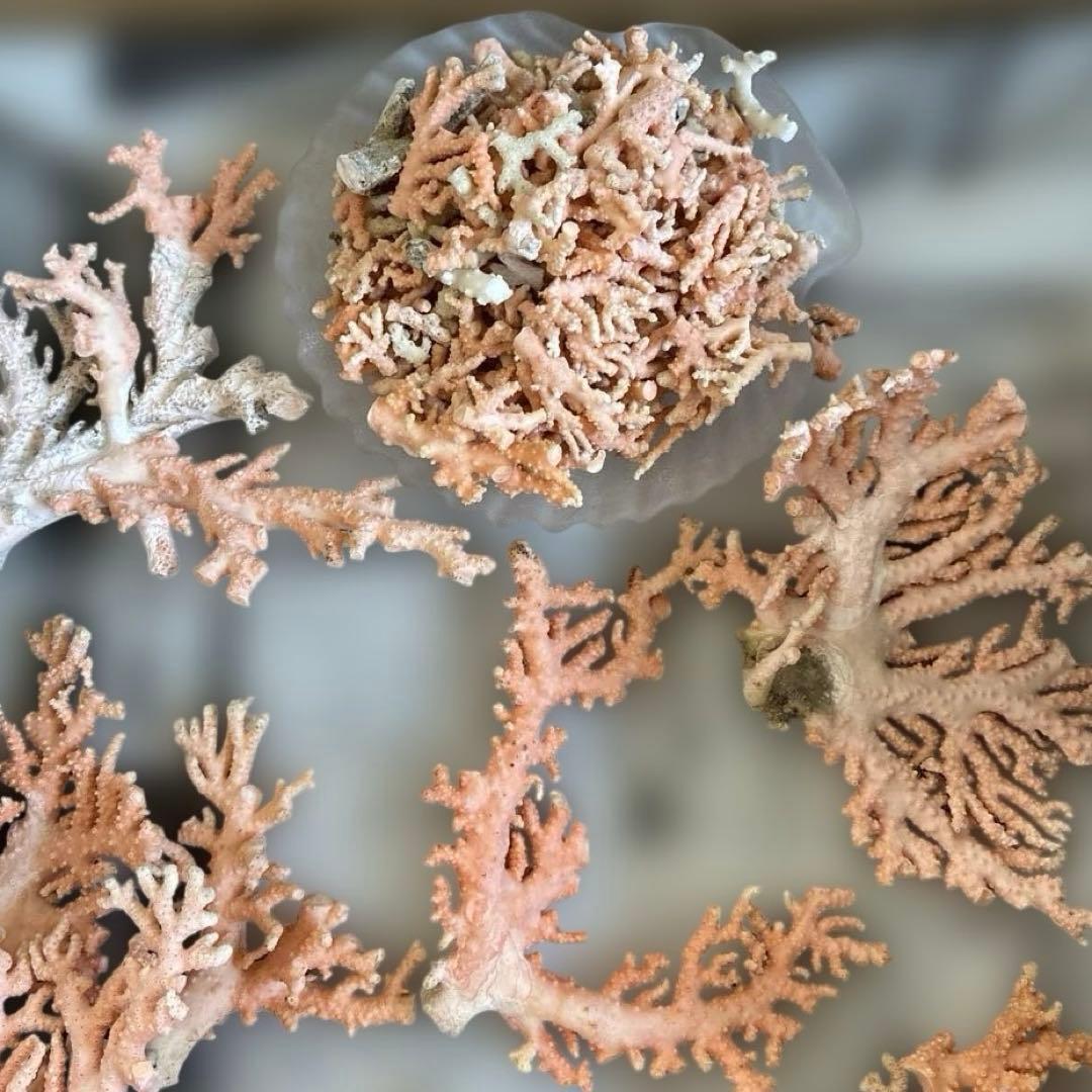 《岩礁 珊瑚礁　貝殻》海の役者達大量セット　アワビ　テングニシ貝　ヤツシロ貝