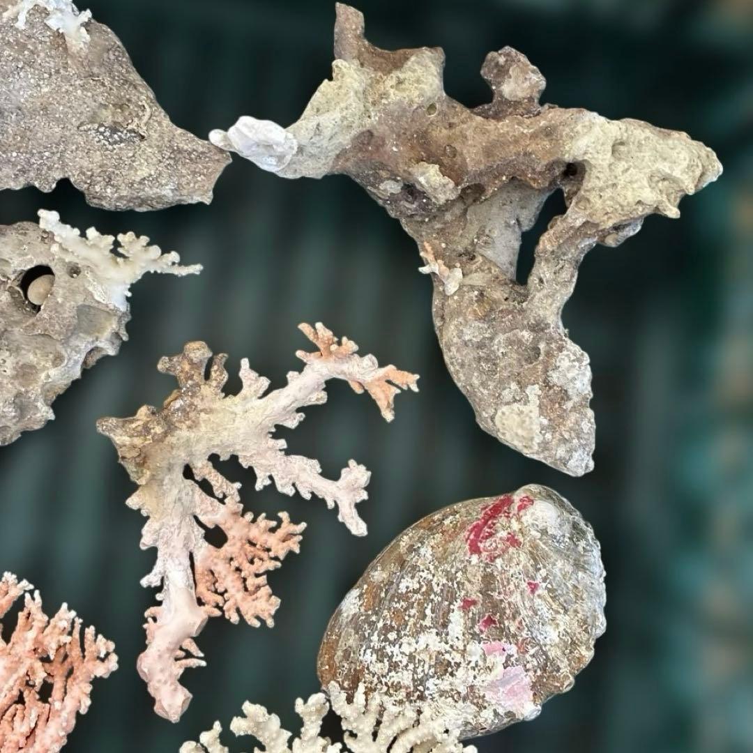 《岩礁 珊瑚礁　貝殻》海の役者達大量セット　アワビ　テングニシ貝　ヤツシロ貝