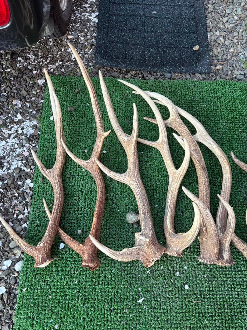 鹿の角 11本セット 66cm〜75cm位