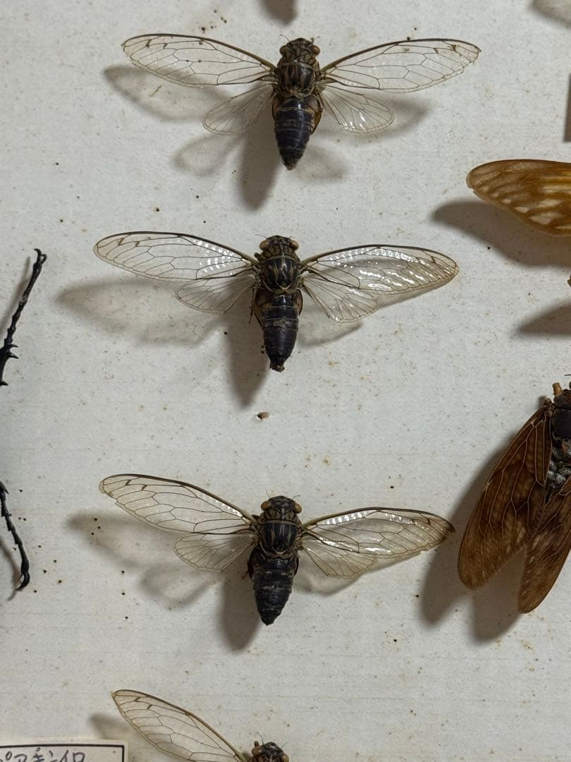 クワガタ　セミ　蜻蛉など23点　昆虫標本　ケース入　送料込み250927